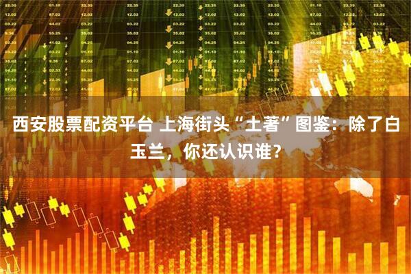 西安股票配资平台 上海街头“土著”图鉴：除了白玉兰，你还认识谁？